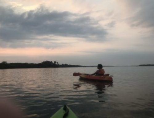 Mangrove Bay Eco Camp – Reassurance that life is beautiful